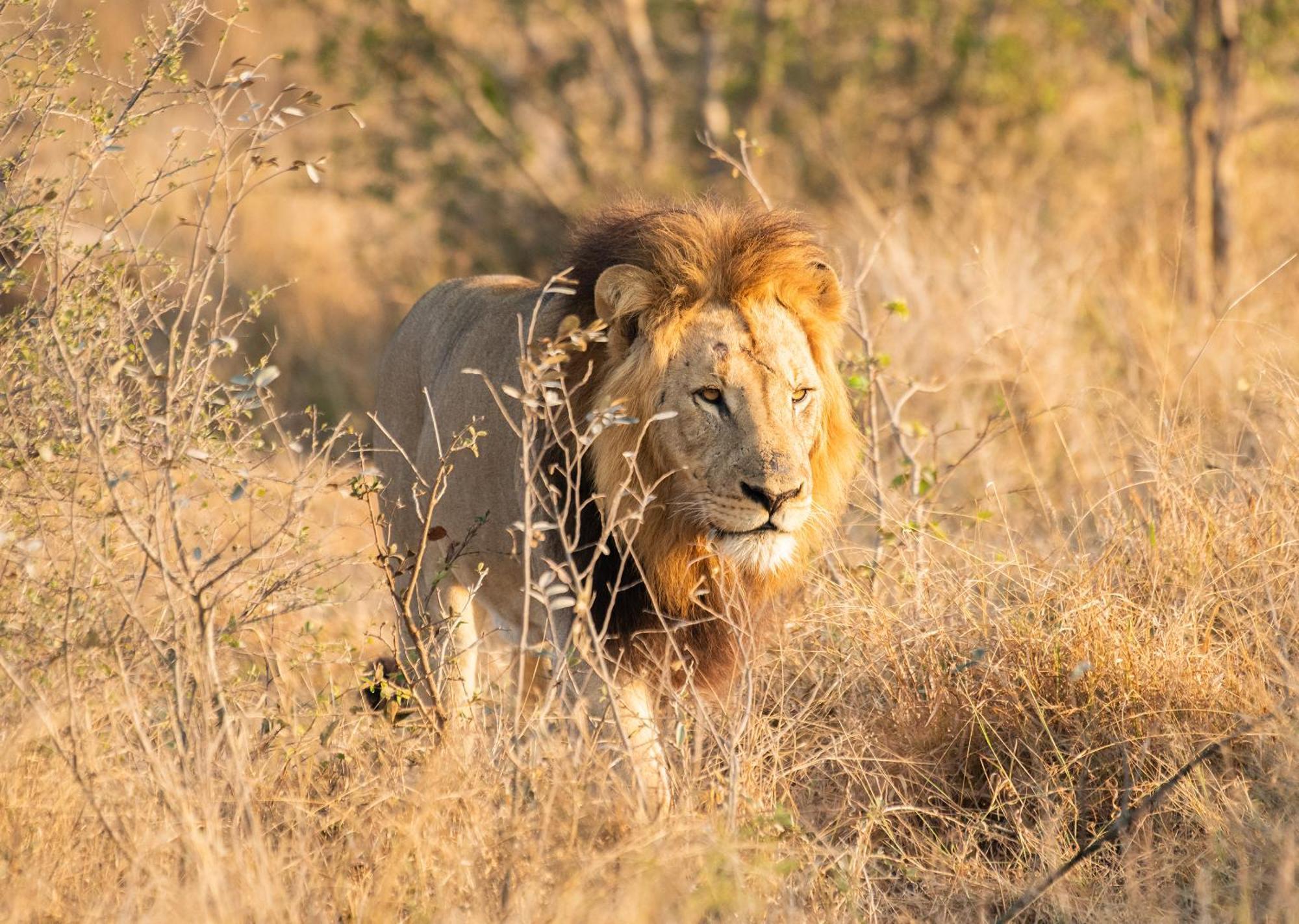 Mjejane Bush Camp By Dream Resorts Hectorspruit Exteriör bild