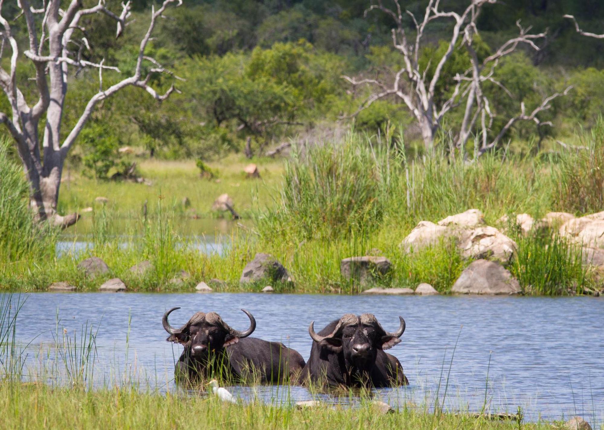 Mjejane Bush Camp By Dream Resorts Hectorspruit Exteriör bild