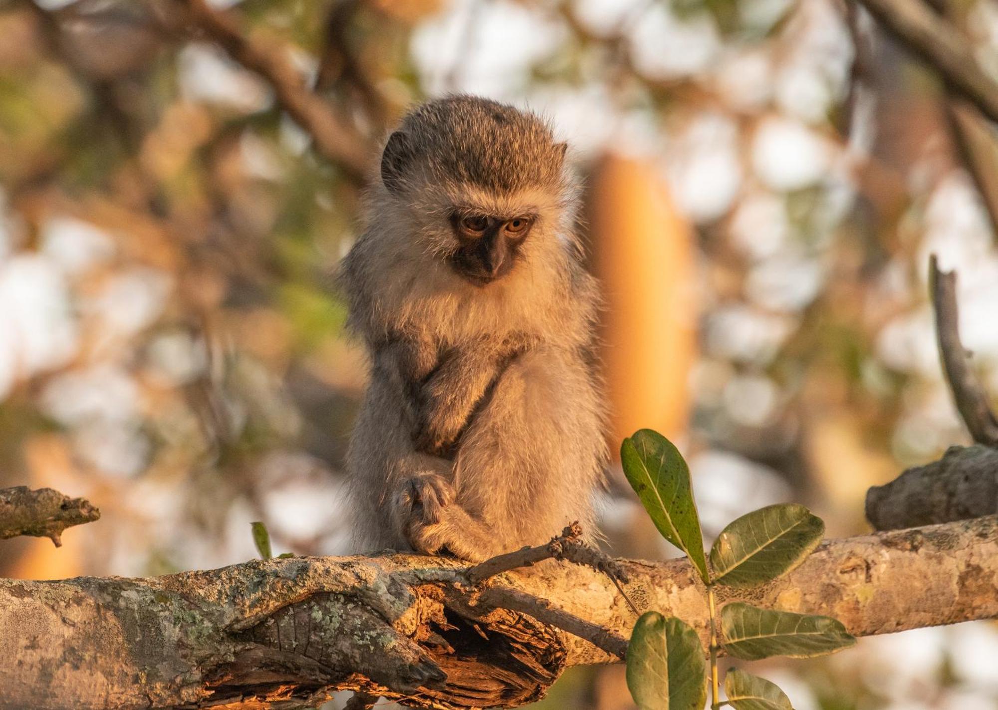 Mjejane Bush Camp By Dream Resorts Hectorspruit Exteriör bild