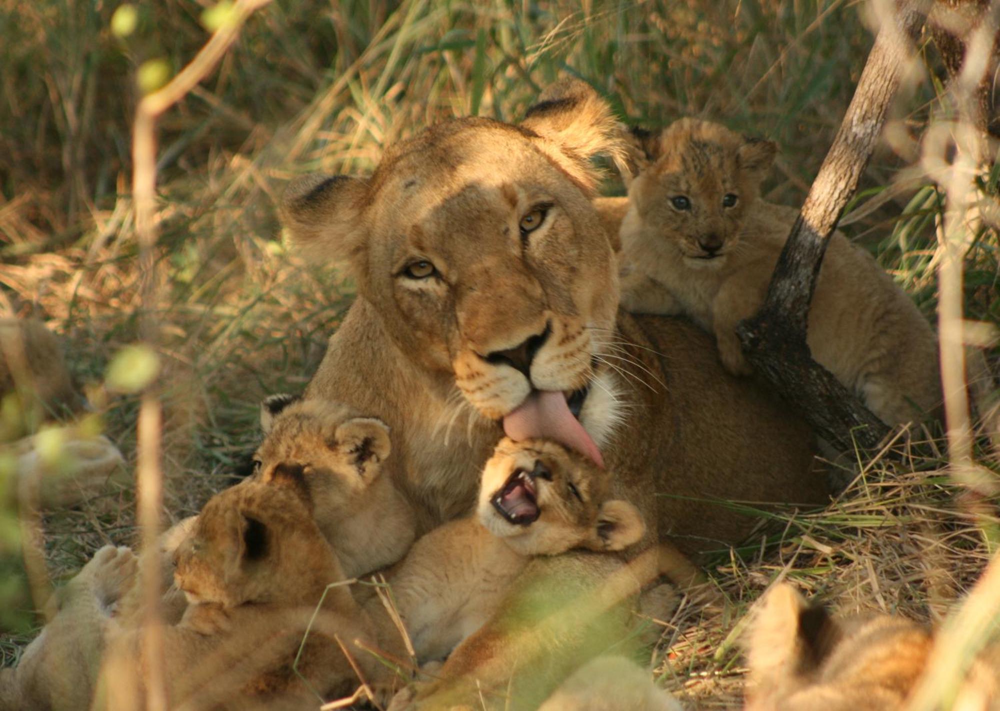 Mjejane Bush Camp By Dream Resorts Hectorspruit Exteriör bild