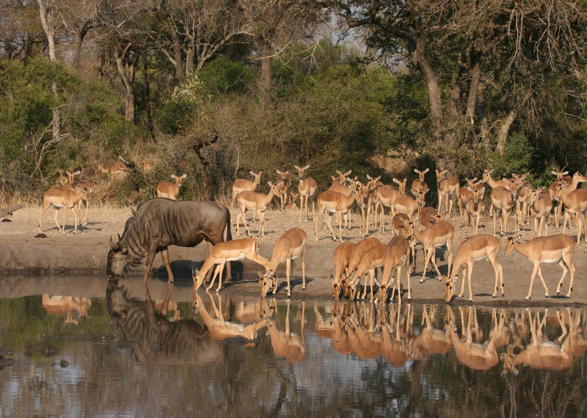 Mjejane Bush Camp By Dream Resorts Hectorspruit Exteriör bild