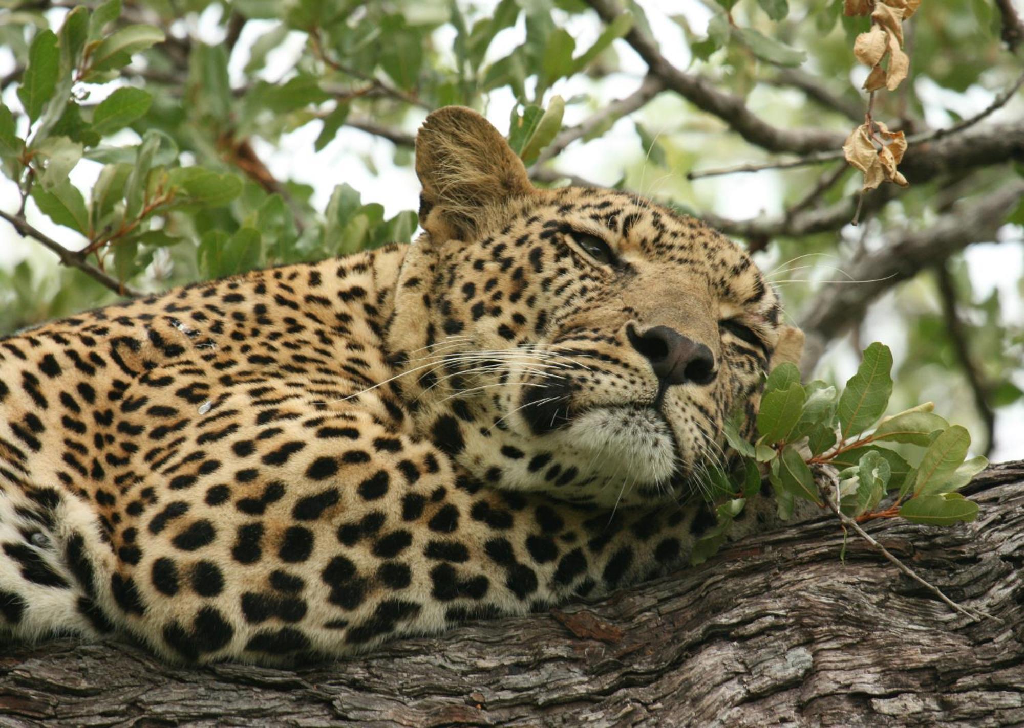Mjejane Bush Camp By Dream Resorts Hectorspruit Exteriör bild