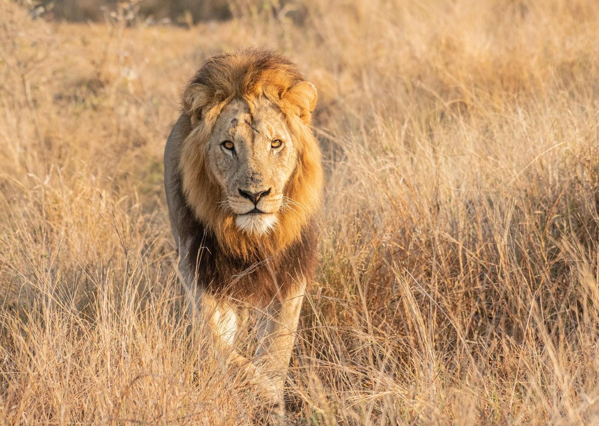 Mjejane Bush Camp By Dream Resorts Hectorspruit Exteriör bild