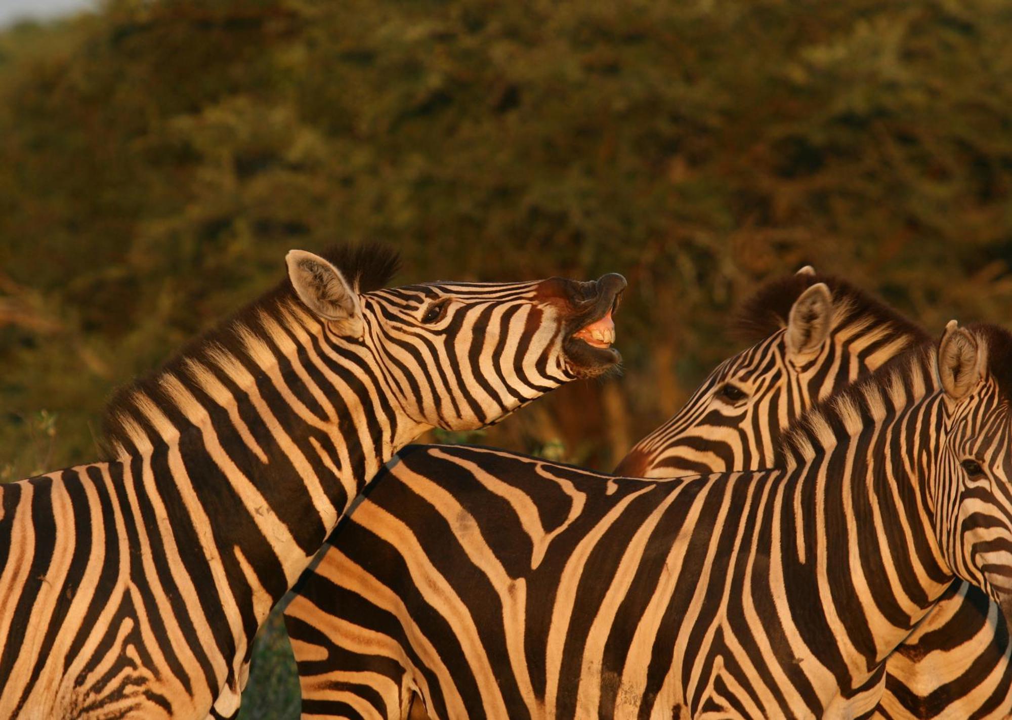 Mjejane Bush Camp By Dream Resorts Hectorspruit Exteriör bild