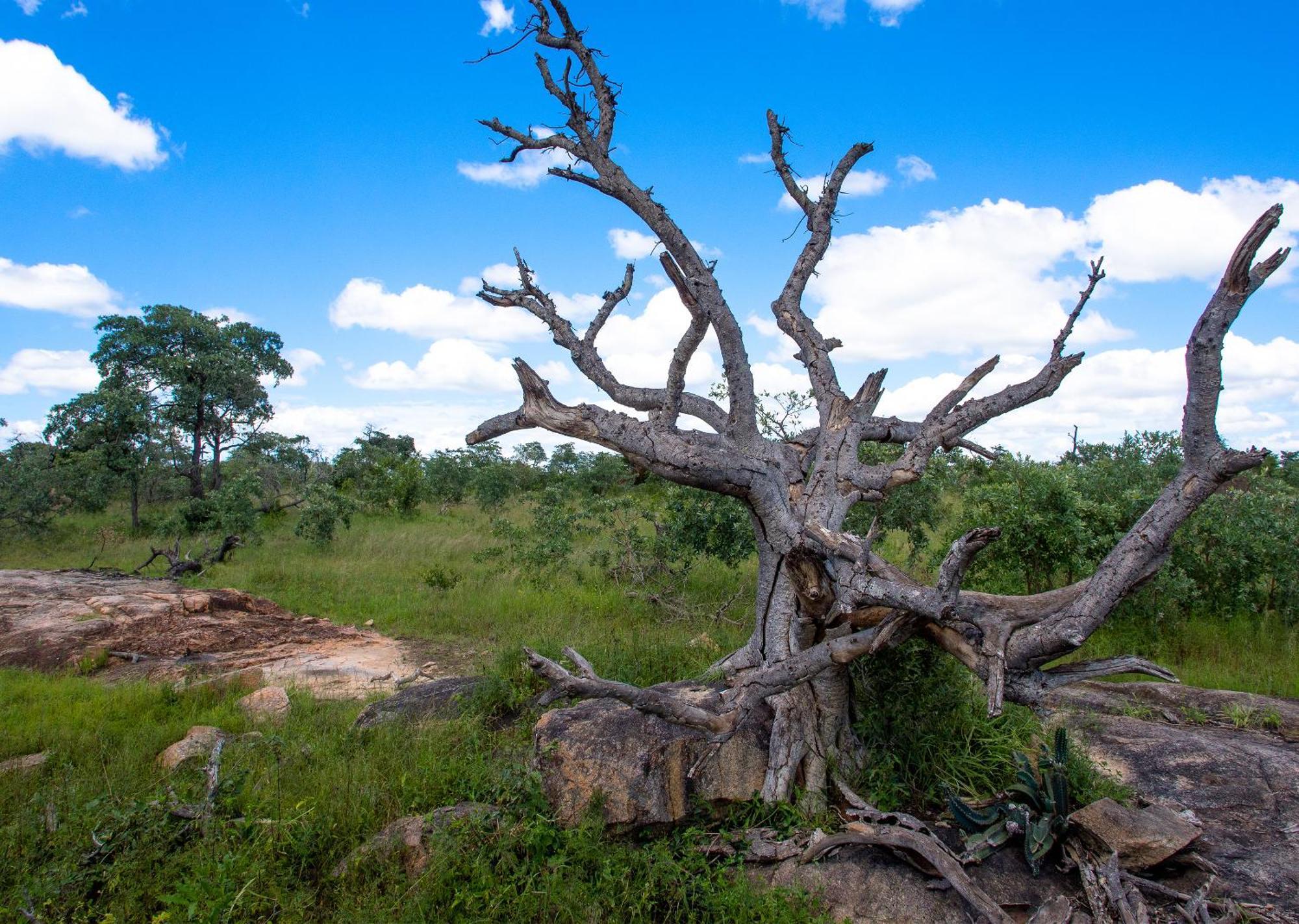 Mjejane Bush Camp By Dream Resorts Hectorspruit Exteriör bild